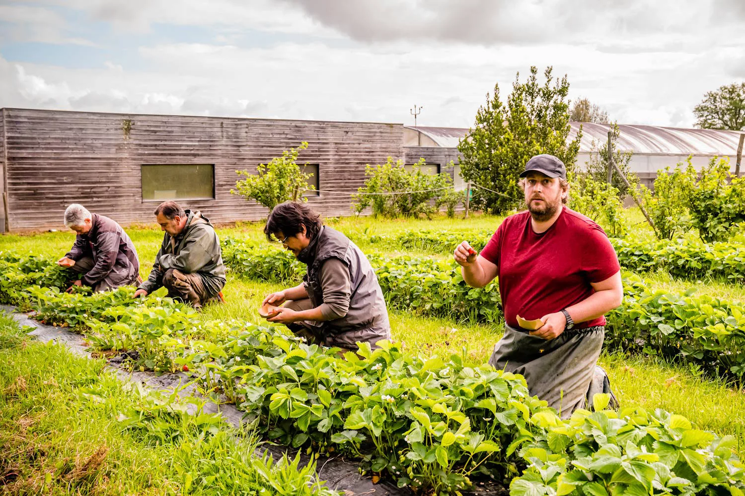 La cueillette de fraises et de framboises reste ouverte !